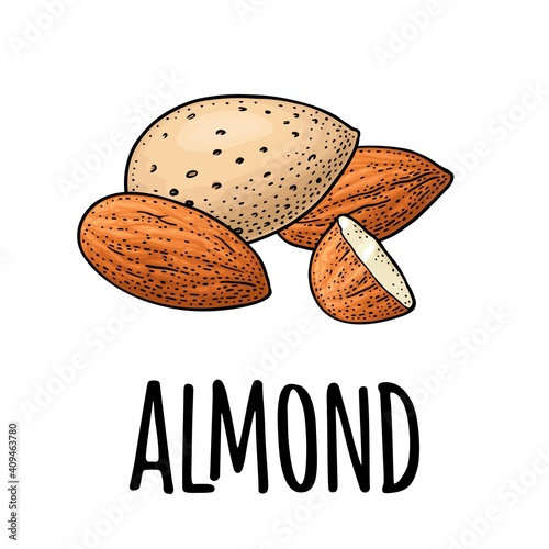 Whole and half half almonds nuts with and without shell. Vector engraving
