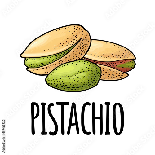 Pistachio nut with and without shell. Vector engraving vintage illustration
