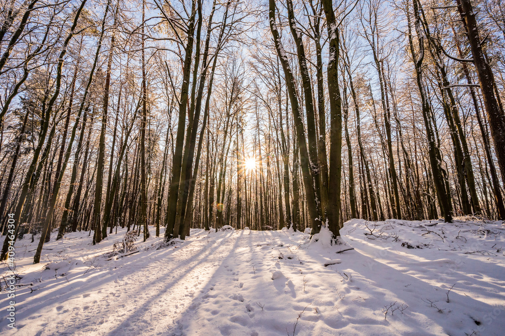 Sun rays coming through the snowy trees in a forest
