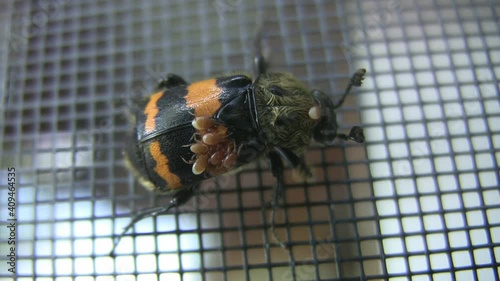 Gold necked carrion beetle or N. Tomentosus beetle with mites on its back. This type of beetle burys dead animals to feed its offspring. The mites hitchhike on its back to share the food.