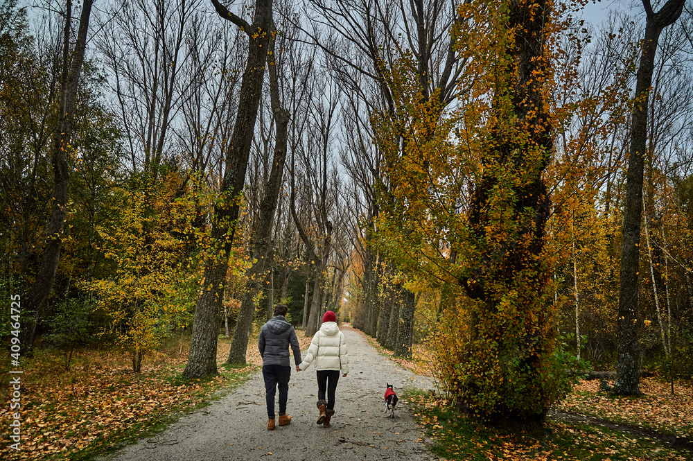 couple walking in the woods with dog couple walking in the woods with dog