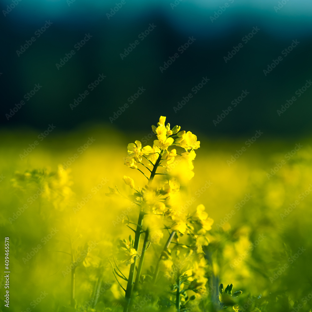 Beautiful yellow canola flowers blooming in the field in spring. Cultivated rapeseed field in Northern Europe. Beautiful yellow canola flowers blooming in the field in spring. Cultivated rapeseed field in Northern Europe.