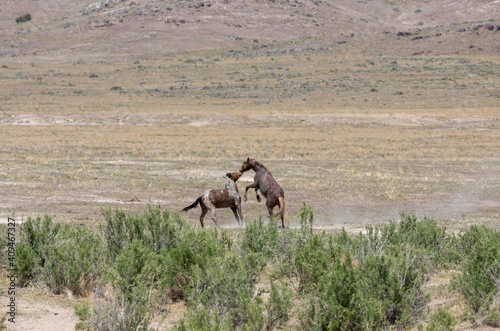 Wild Horse Stallions in the Utah Desert Fighting in Spring