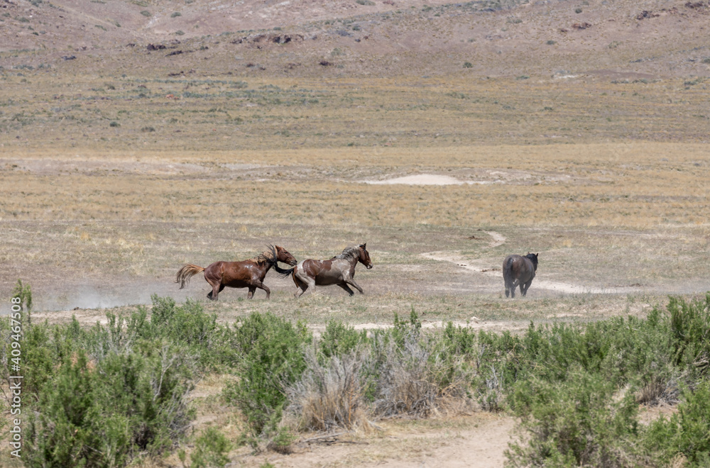 Obraz premium Wild Horse Stallions in the Utah Desert Fighting in Spring