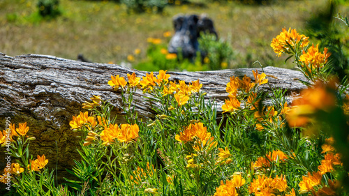 Close view of a group of yellow small Amancay flowers ( Alstroemeria aurea) growing near an old dry log in San Martin de los Andes, Neuquen, Patagonia, Argentina                            