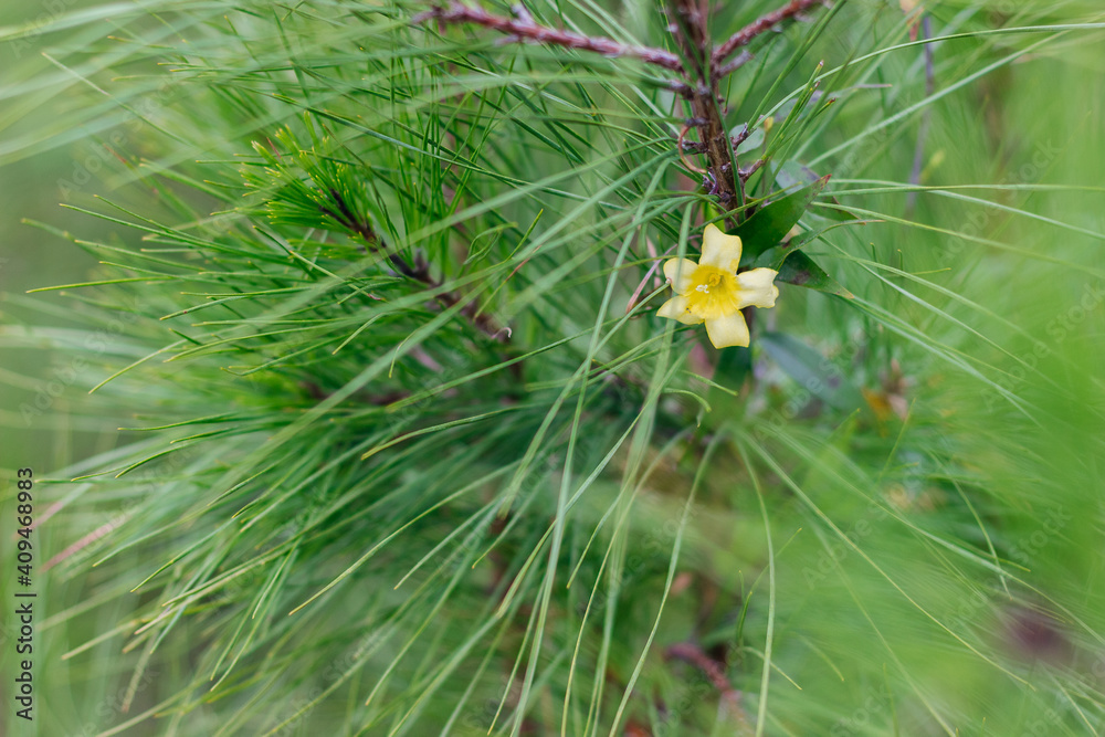 Yellow flowers on a bokeh background of green leaves. Spring background Yellow flowers on a bokeh background of green leaves. Spring background