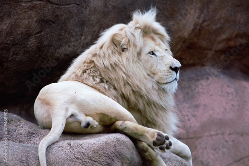 Male white Lion in a zoo