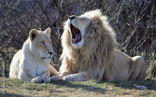 Photography white adult male and female lion