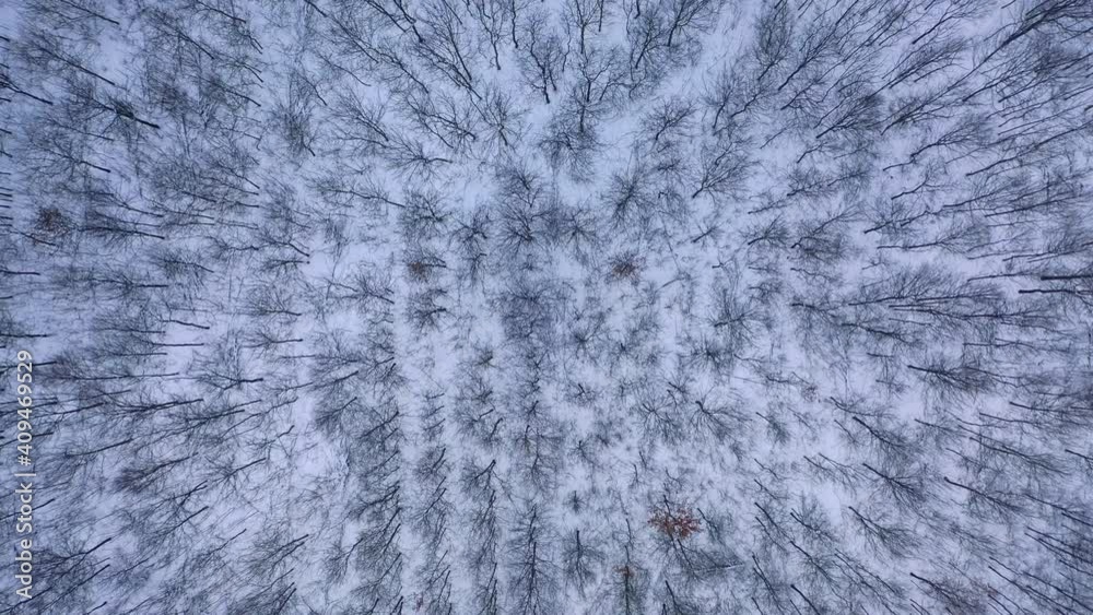 Trees background in winter. Snowy landscape of a forest. Wallpaper of beautiful winter nature. Forward motion camera. Aerial flight. Trees background in winter. Snowy landscape of a forest. Wallpaper of beautiful winter nature. Forward motion camera. Aerial flight.