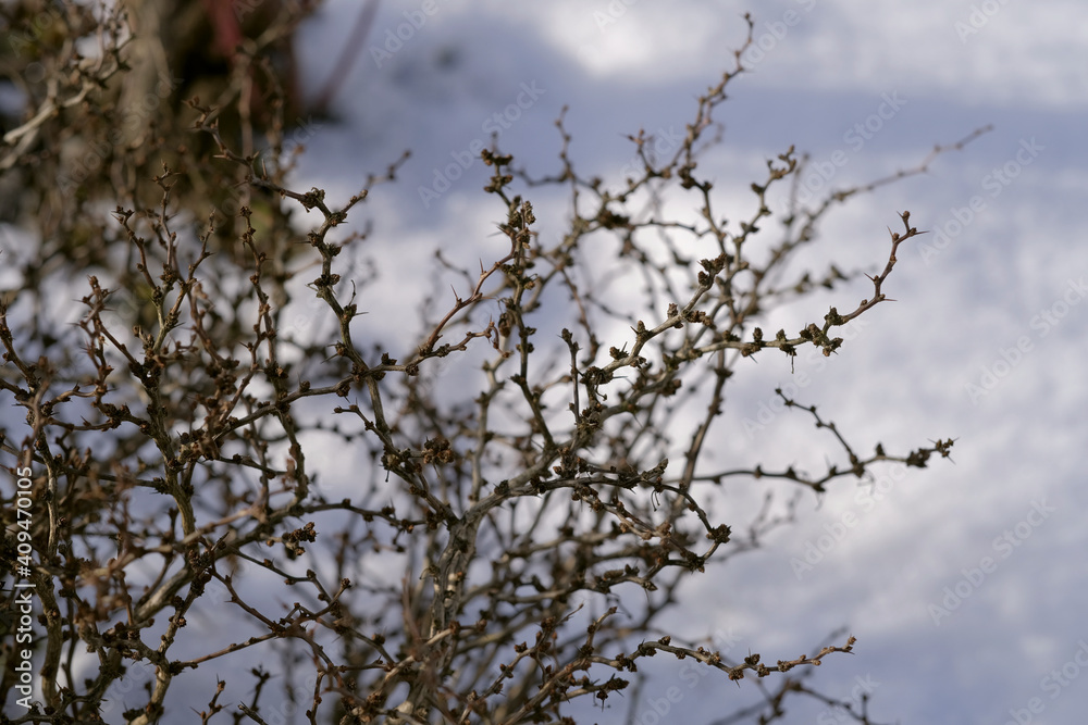 Fototapeta premium Branches of a barberry bush in the garden in winter against the background of washed-out snow