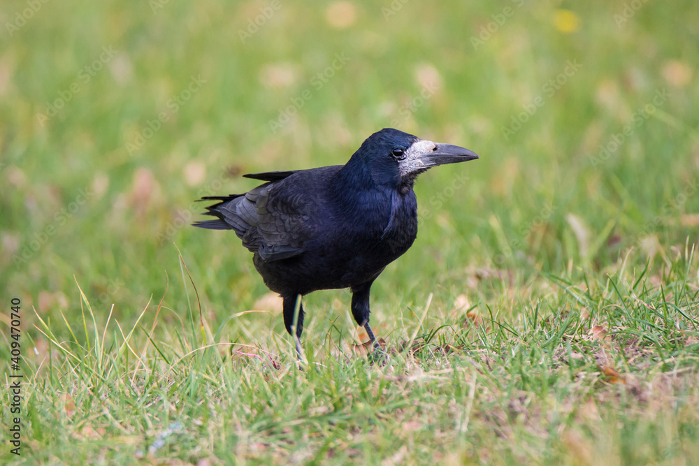 Closeup big black raven on the green grass. Closeup big black raven on the green grass.
