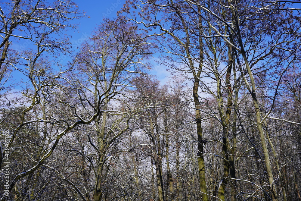 Winterliche Waldlandschaft mit Schnee bei Sonnenschein mit blauem Himmel und Wolken Winterliche Waldlandschaft mit Schnee bei Sonnenschein mit blauem Himmel und Wolken