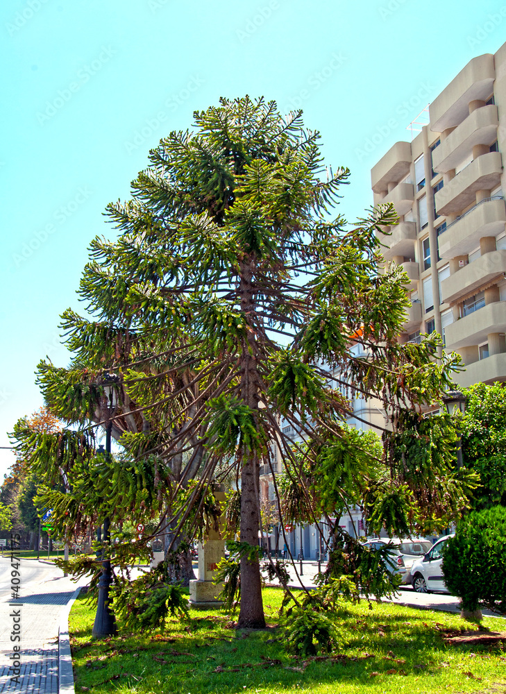 Tropical tree on the street of Spain looks like a Christmas tree.