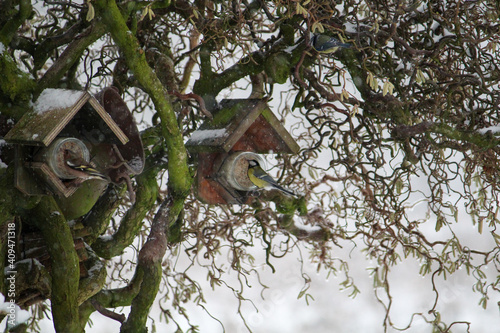 a titmouse in the winter garden