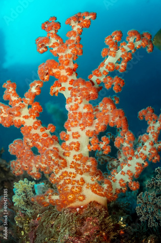 Soft tree-like coral of the genus Dendronephthya is orange in color with a white trunk.