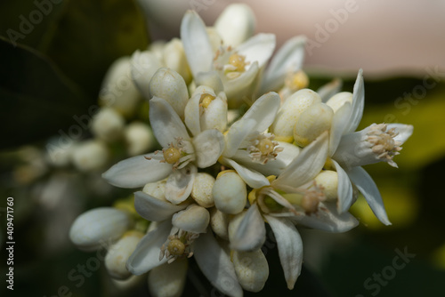 Citrus limon, Zitronenbaum, Blüten, 
