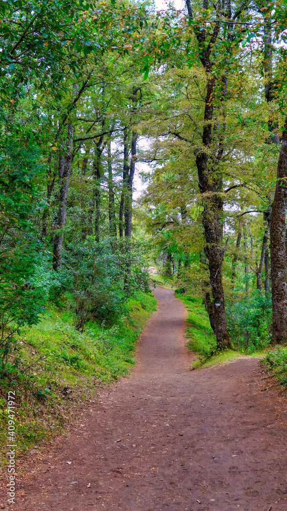 Fototapeta premium dust path in the forest near San Martin de los Andes, Neuquen, Argentina 