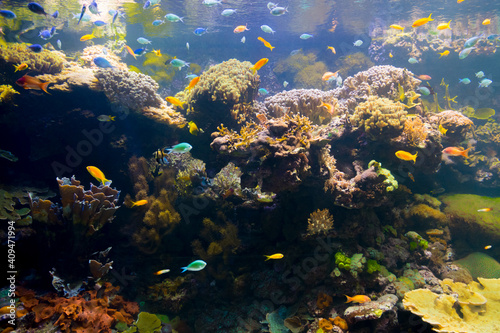 Coral reef and fishes in the Oceanagraphic Valencia © belizar