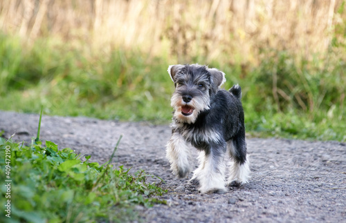 Fototapeta Naklejka Na Ścianę i Meble -  miniature schnauzer puppy on the street