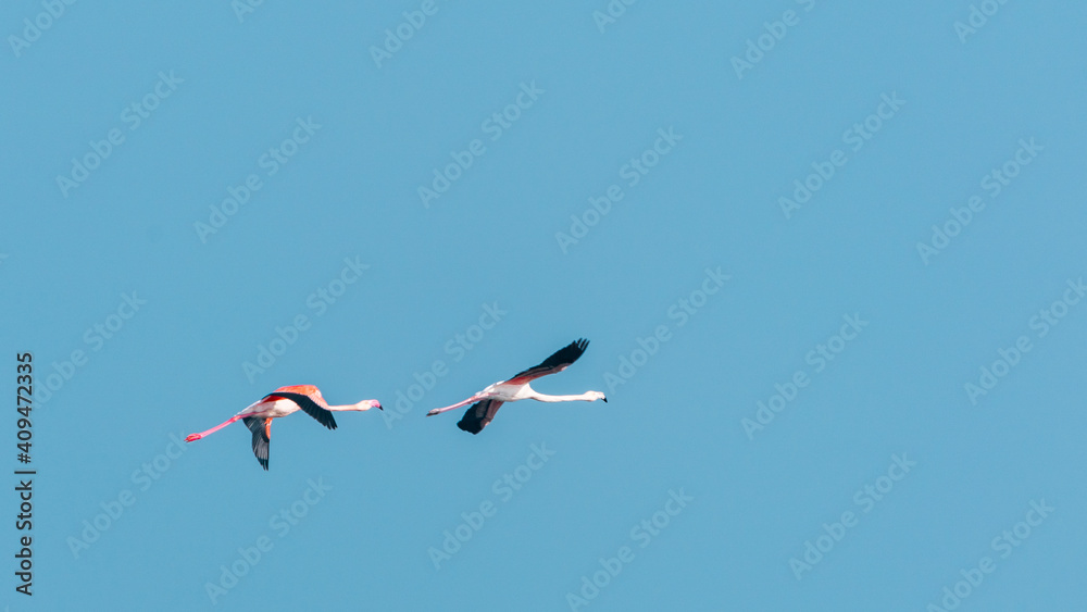 Pink flamingos in flight on blue sky