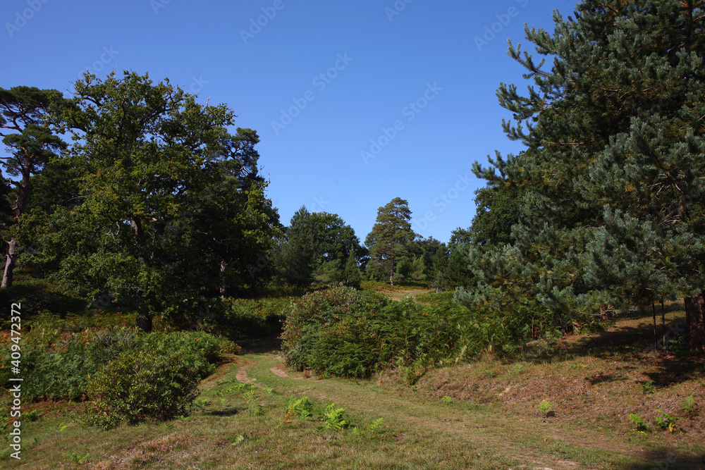 Obraz premium Beautiful sandy heathland in Ashdown Forest, East Sussex, England: a sprawling nature area & fictional home of A. A. Milne children's book character, Winnie the Pooh.
