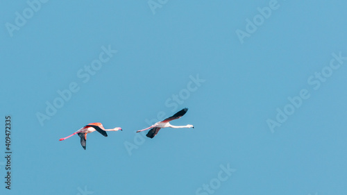 Pink flamingos in flight on blue sky