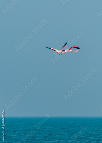 Pink flamingos in flight over the sea