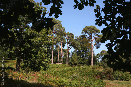 Canvas Print Beautiful sandy heathland in Ashdown Forest, East Sussex, England: a sprawling nature area & fictional home of A