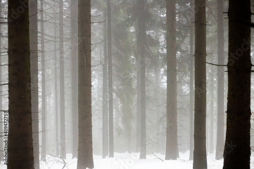 Fog in the winter forest, solhouettes of tree trunks in foggy weather photo