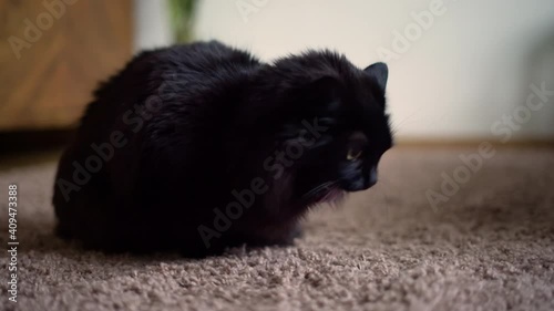 Black cat throwing up on the carpet at home. Domestic cat vomit. Sick pet.