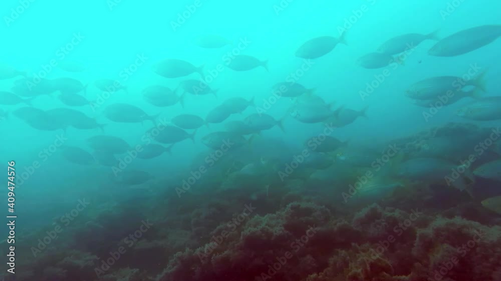 Banco de Sarpa Salpas en el océano