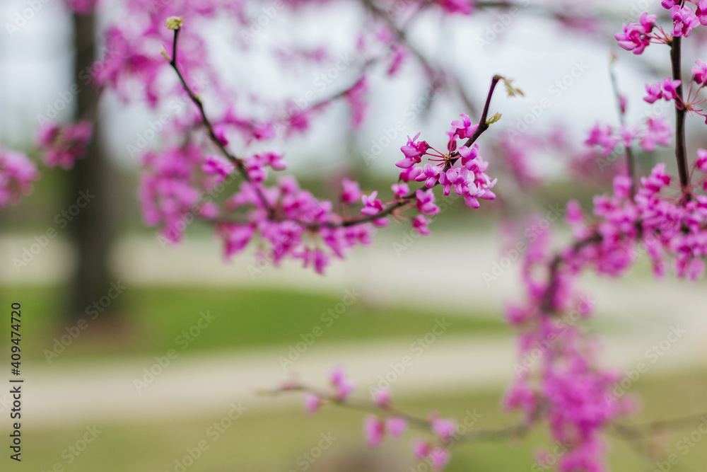 Redbud Tree. Spring flowering with small lilac flowers, close-up