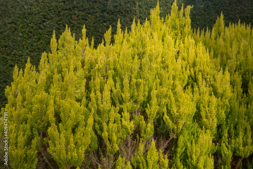 Bright Golden Yellow Evergreen Foliage of a Tree Heath Shrub (Erica arborea var. alpine f. aureifolia 'Albert's Gold) Growing in Front of a Yew Hedge in a Garden in Rural Devon, England, UK