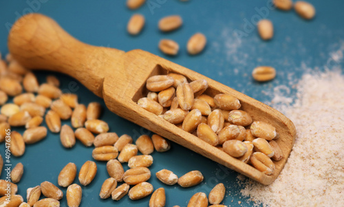 Wooden ladle filled with grains. Wheat grains and flour from them. Bran and grains are scattered on the blue table. Blue background. Selective focus.