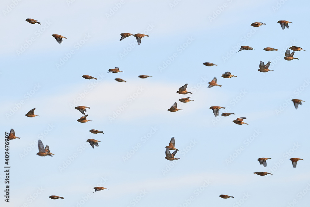 Flock of Common linnets (Linaria cannabina) Birds in flight Flock of Common linnets (Linaria cannabina) Birds in flight