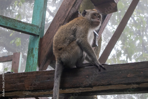 Sticker monkeys at one of the tourist spots, waiting for visitors to feed