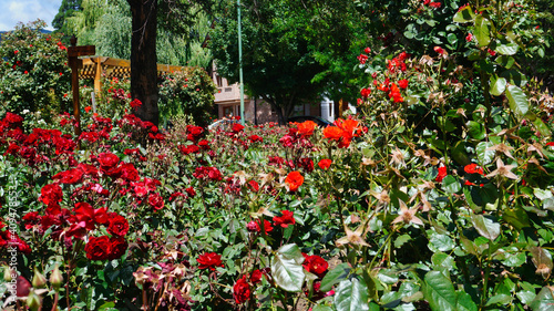 "paseo del rosedal" located in Centenario park, San Martin de los Andes, Neuquen, Argentina. Large pasrk filled with rose bushes