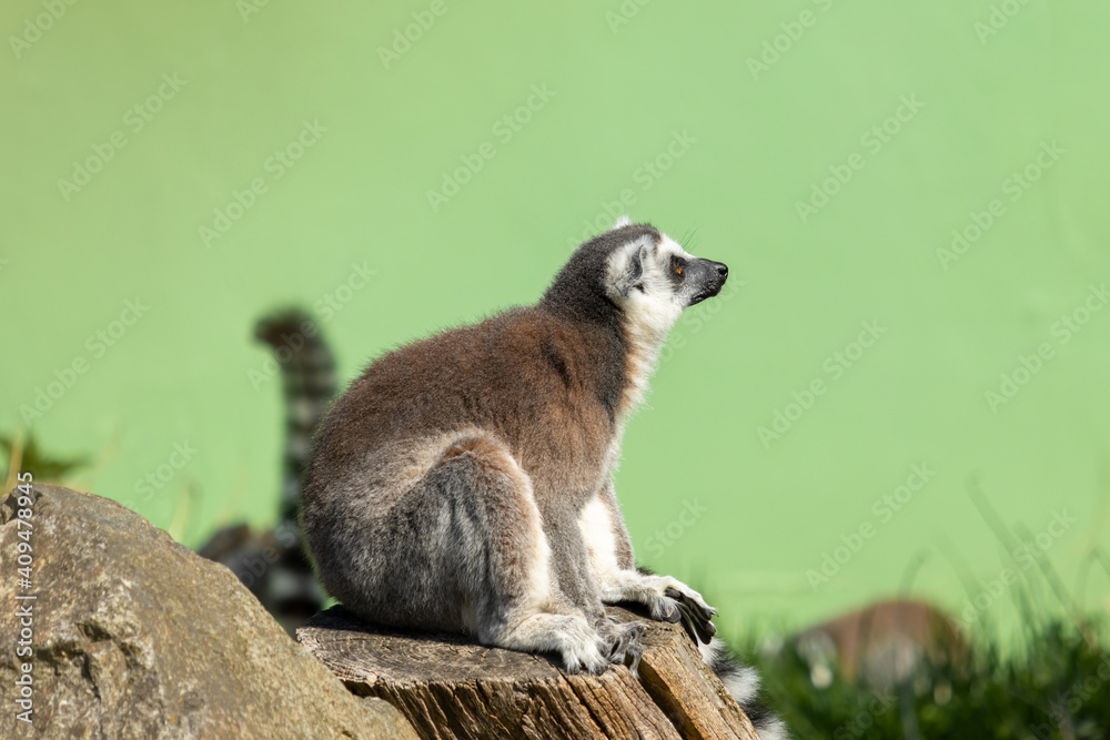 Close up of a male Ring-Tailed Lemur. Lemur sitting on a wooden stump and looking around on a green background(Lemur catta) 