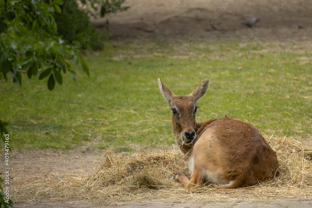 A red lechwe lies in the meadow and eats hay. (Kobus leche)