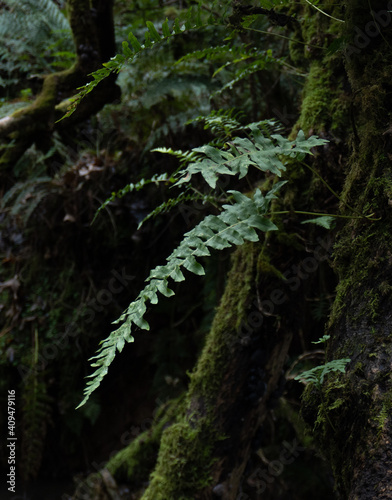 Close up of lone fern frond in wet woodland © Emily