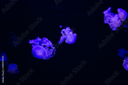blue-purple jellyfish in an aquarium, on a black background