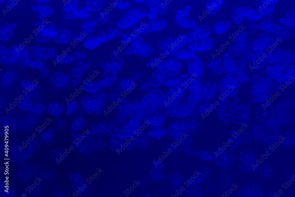 Naklejka blue jellyfish in aquarium, background