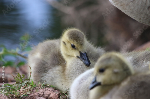 baby country goose © richard