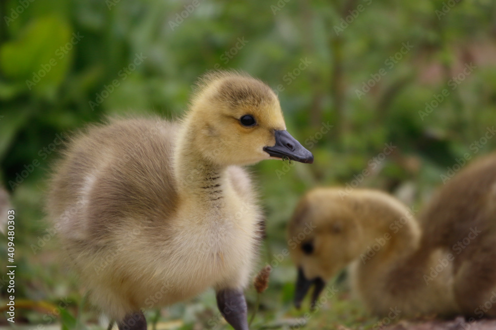 baby country goose