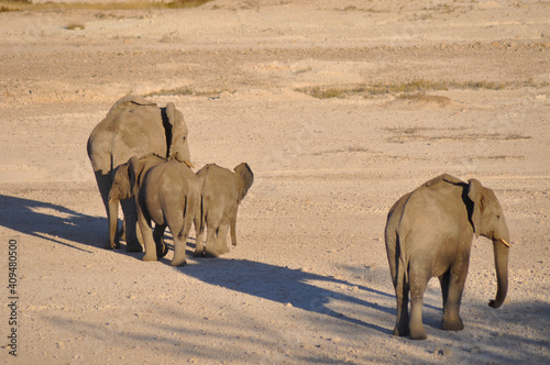 In Africas oldest wildlife national park there are lots of elephants photo