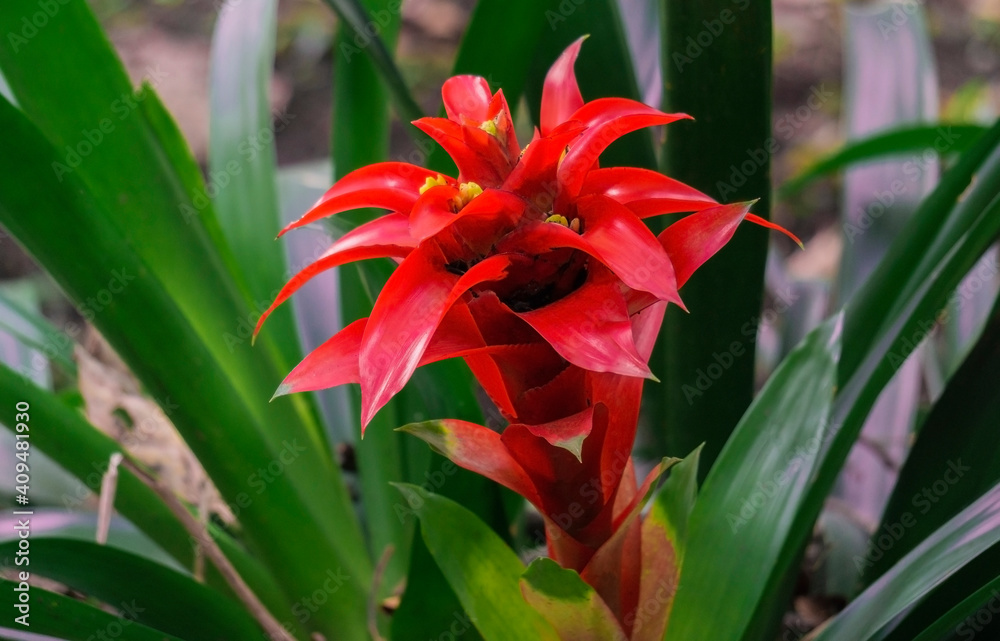 Guzmania monostachia, guzmania lingulata, specie is native to South America Guzmania monostachia, guzmania lingulata, specie is native to South America