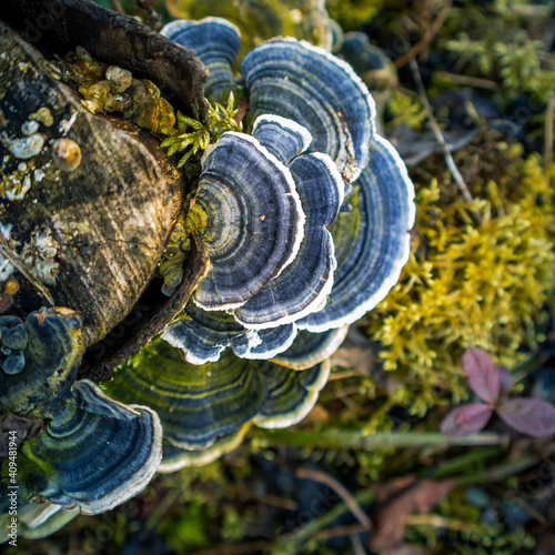 A beautiful turkey tail mushroom growing on an old tree stump. Trametes versicolor in spring. Natural scenery of Northern Europe.