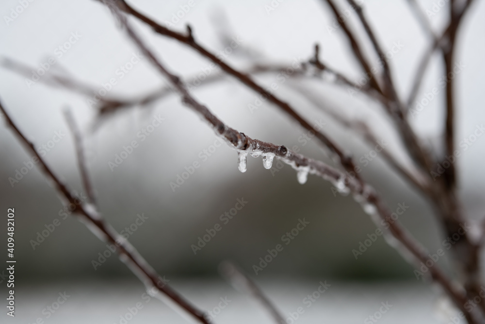 icy tree