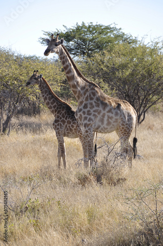 Namibia  There are more than 2000 girafs in the Etosha National park.