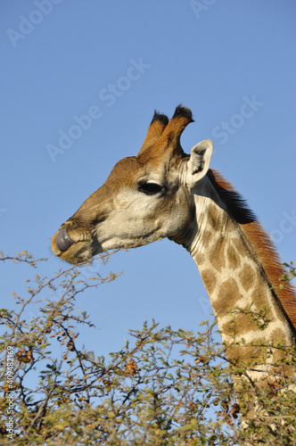 Fototapeta Naklejka Na Ścianę i Meble -  Namibia: A giraf feefing leaves from a tree at Namutomi Camp in Etosha.
